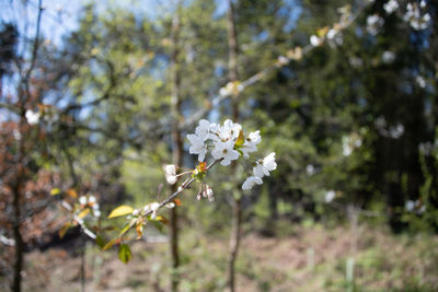 Close-up of white cherry blossoms in spring