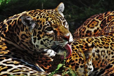 Close-up of leopards