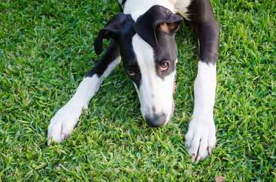 Close-up of dog lying on grass