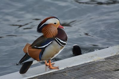 Close-up of duck in the lake