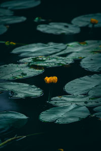 Close-up of water lily in lake