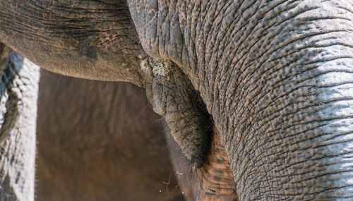 Cropped image of elephant