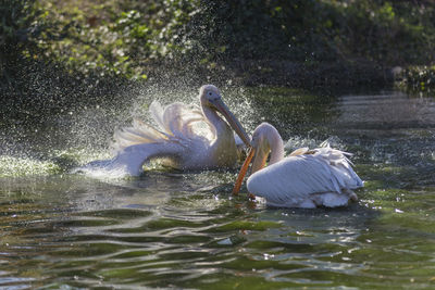 Close-up of swan swimming in lake