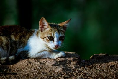 Close-up portrait of cat