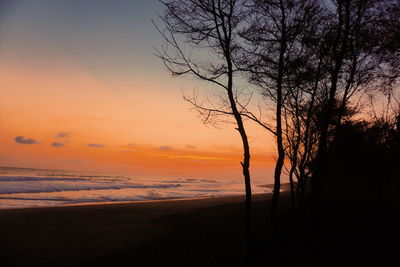 Silhouette trees on beach against sky during sunset