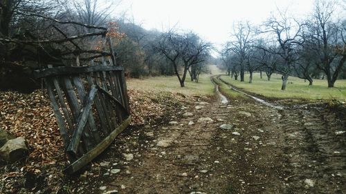 Bare trees in autumn