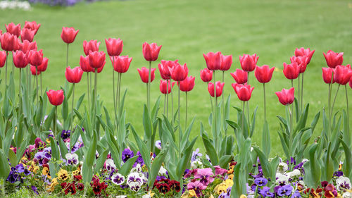 Close-up of pink flowering plants on field