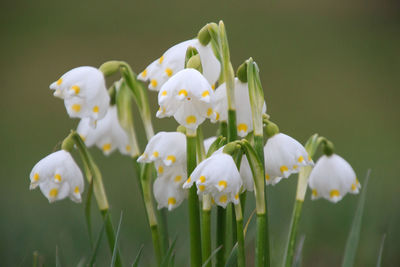 Close-up of white flowering plant on field