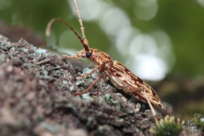 Close-up of insect on rock