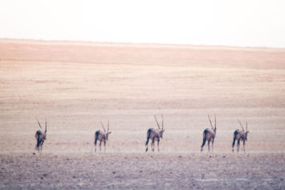 Group of horses on landscape