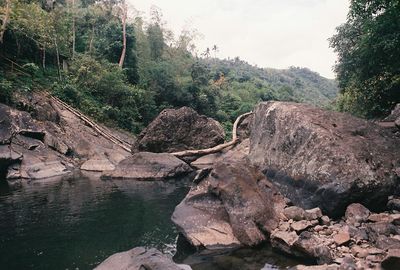 Scenic view of river amidst trees in forest