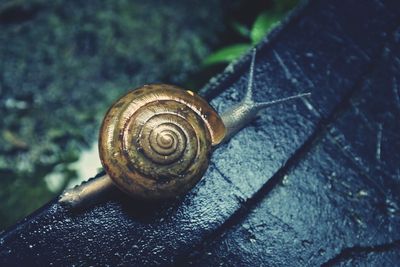 Close-up of snail on built structure