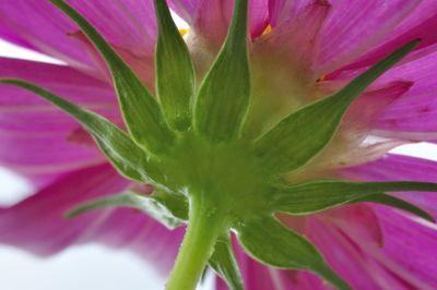 Close-up of flower