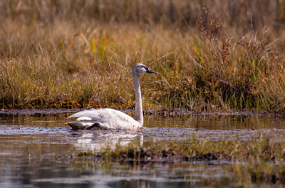 Side view of a bird in lake