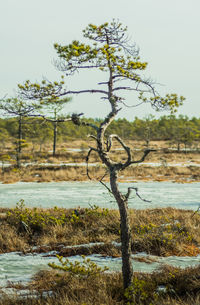 Close-up of tree on landscape against sky