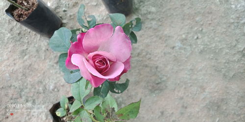 Close-up of pink rose