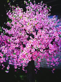 Low angle view of pink flowers blooming on tree