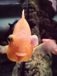 Close-up of fish swimming in sea