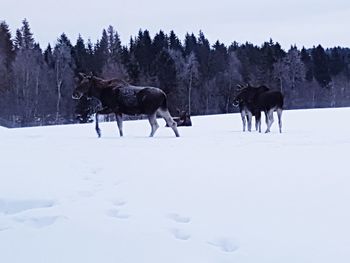 Horses on snow field against sky