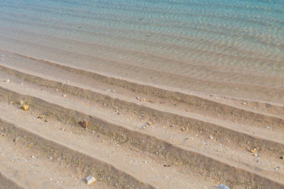 Lizard on sand at beach