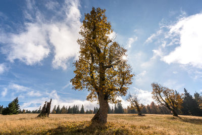 Trees on field against sky