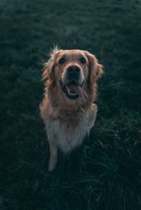 High angle view of dog on field