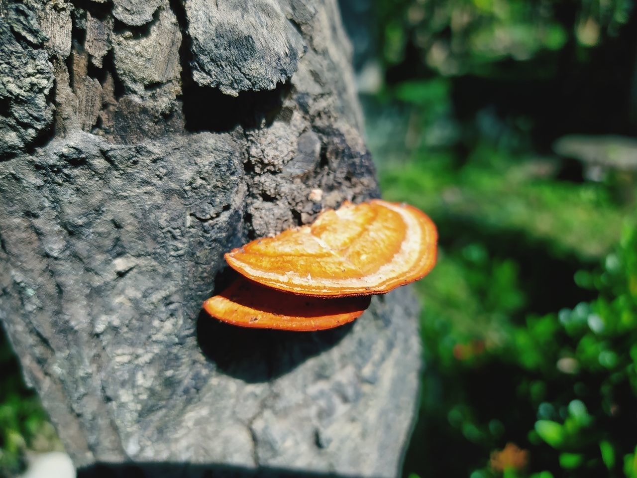 CLOSE-UP OF ORANGE LEAF ON ROCK