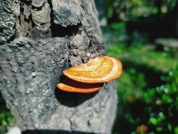 Close-up of orange on rock against tree trunk