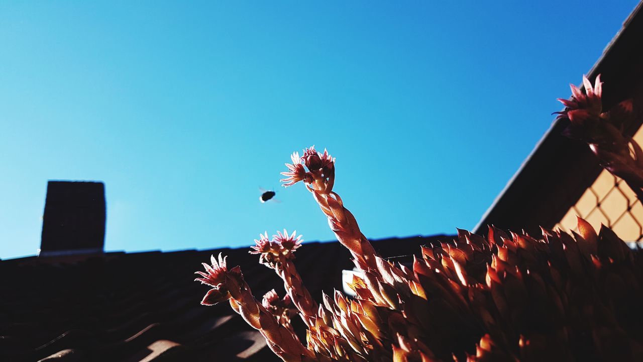 LOW ANGLE VIEW OF FLOWERING PLANTS AGAINST SKY