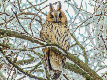 Low angle view of bird perching on tree