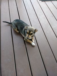 High angle view of dog relaxing on boardwalk