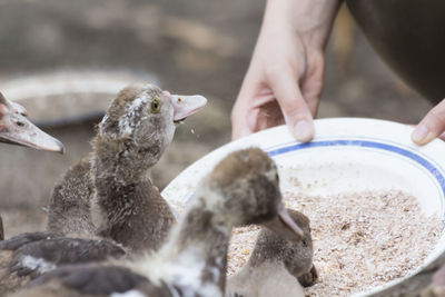 Close-up of hand feeding birds