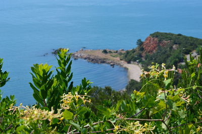 High angle view of plants and sea against blue sky