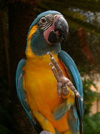 Close-up of macaw against blurred background