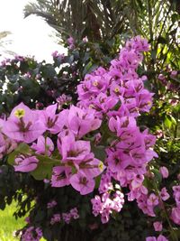 Close-up of pink flowering plant