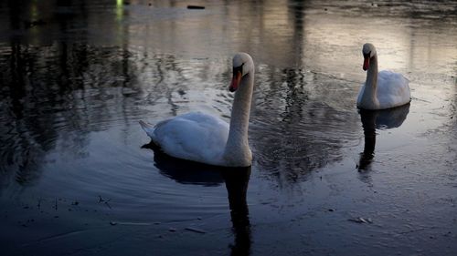 Swan swimming on lake