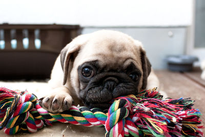 Close-up portrait of pug