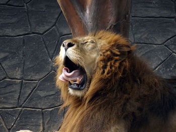 Close-up of a horse in zoo