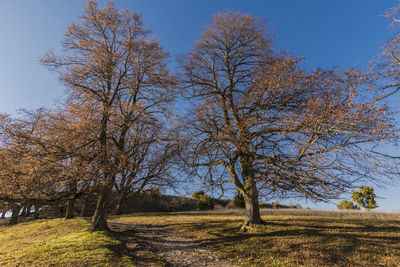 Trees on field against sky