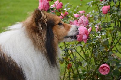 Close-up of a dog smelling pink rose in park