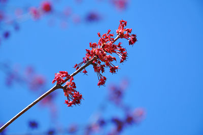 Close-up of red maple blossom against blue sky