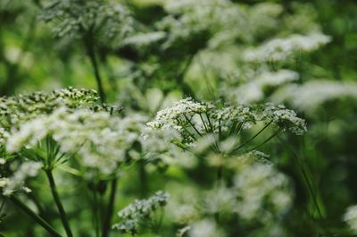 Close-up of white flowering plant