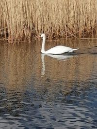 Swan swimming in lake