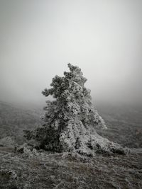 Tree on snow covered land against sky