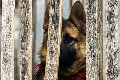 Close-up portrait of a dog