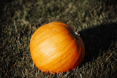 High angle view of apple on field