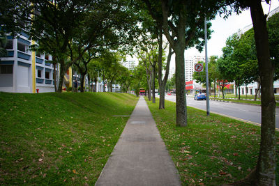 Road amidst trees in park