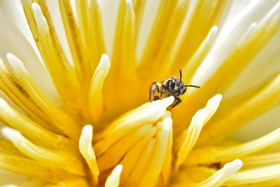 Bee is on pollen of lotus.