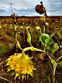 Close-up of fresh yellow flower in field