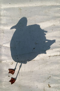 Shadow of bird on sand